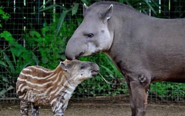 MDG_4751_tapiri_-_mob