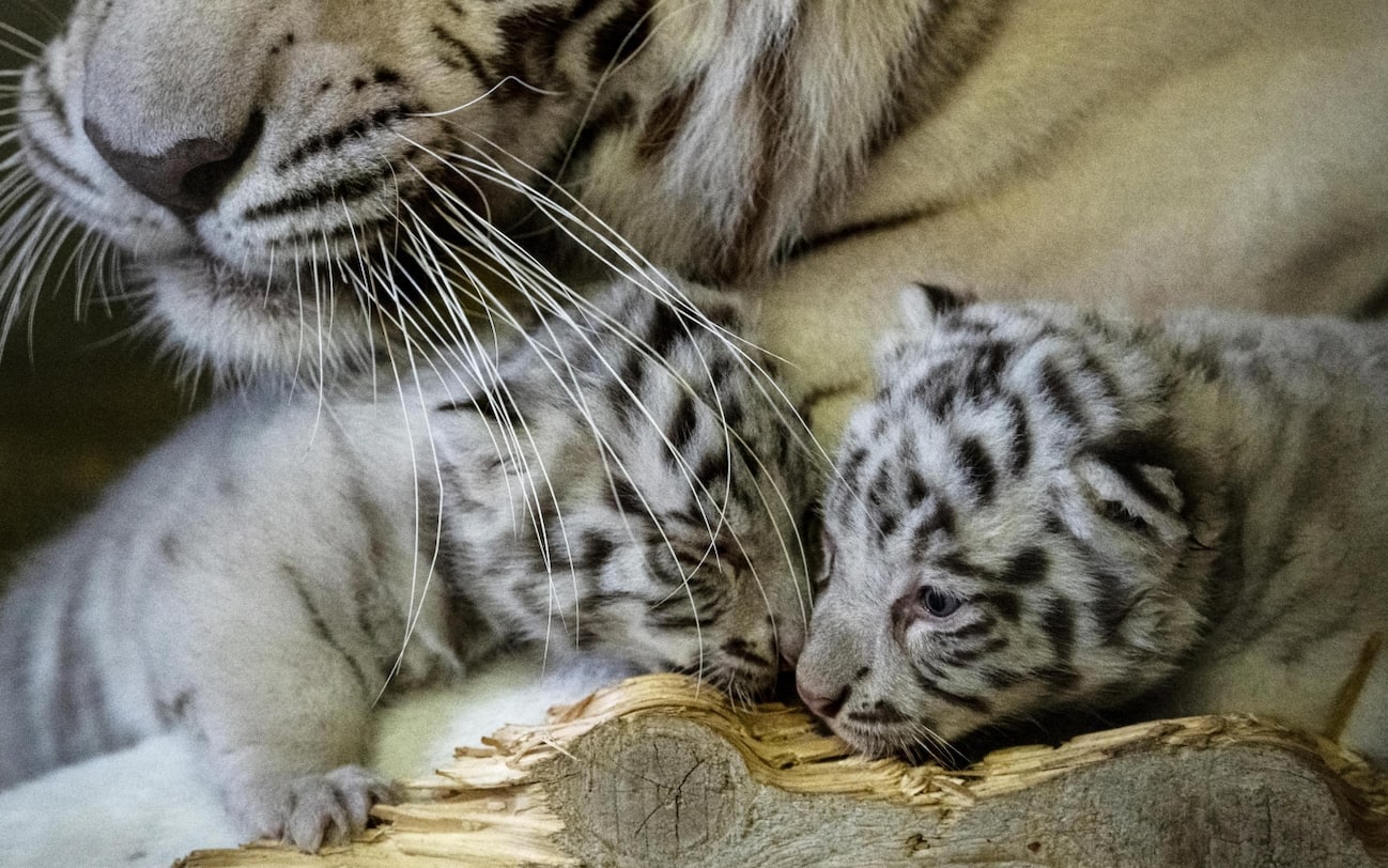 I cuccioli di tigre bianca del Bengala nello zoo di Kernhof, in Austria. FOTO Sky TG24 I cuccioli di tigre bianca del Bengala nello zoo di Kernhof, in Austria. FOTO Sky TG24