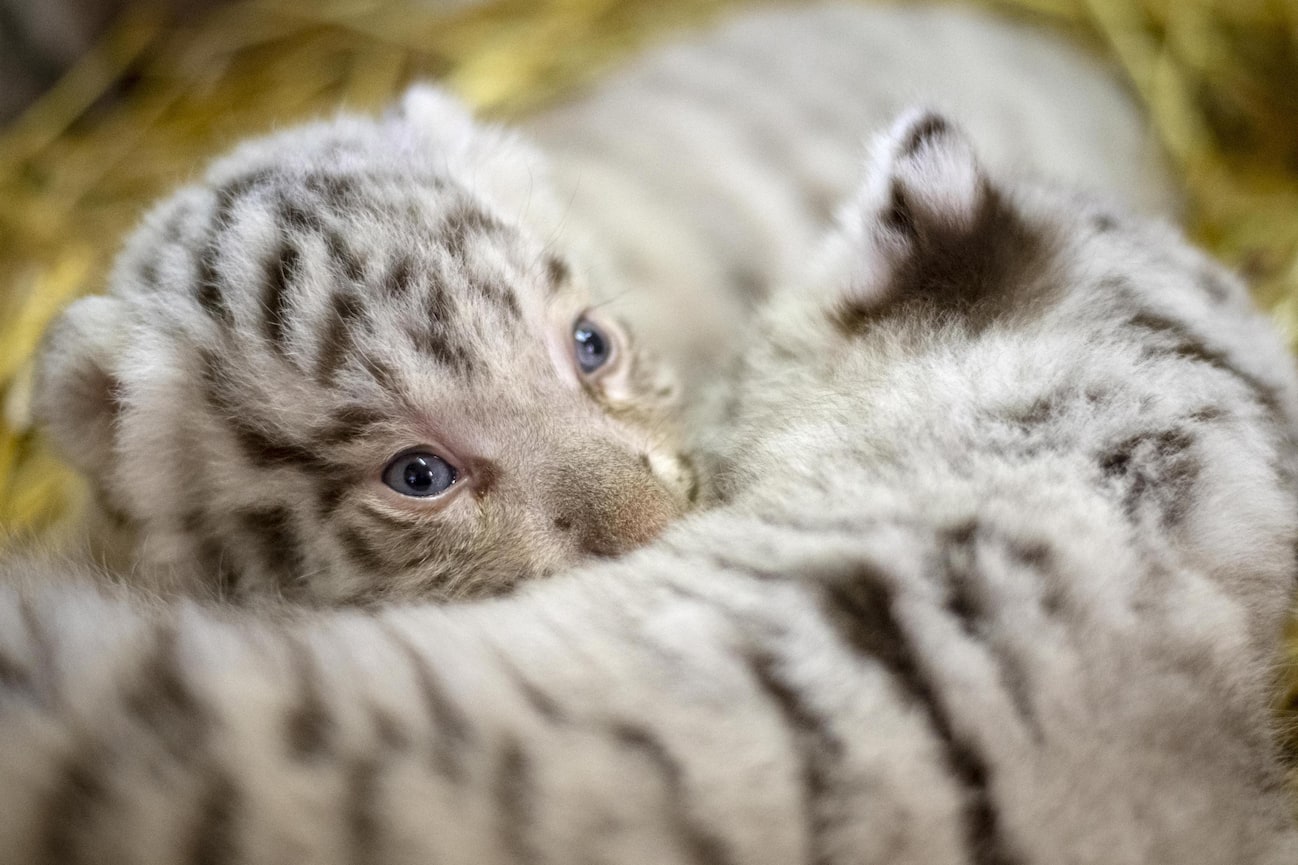 I cuccioli di tigre bianca del Bengala nello zoo di Kernhof, in Austria. FOTO Sky TG24 I cuccioli di tigre bianca del Bengala nello zoo di Kernhof, in Austria. FOTO Sky TG24