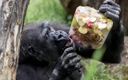Foche e gorilla mangiano frutta ghiacciata allo zoo di Praga