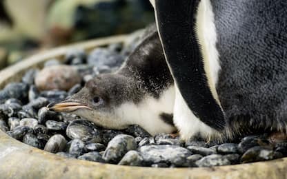 Raro Pinguino Gentoo nato nell'acquario di Birmingham. FOTO