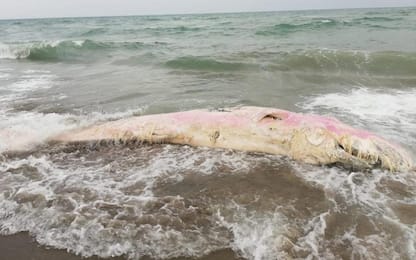 Ostia, cucciolo di capodoglio trovato morto in spiaggia