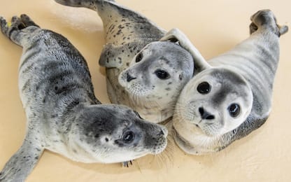 Cuccioli di foca orfani accolti in una struttura in Germania