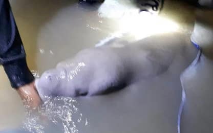 Thailandia, cucciolo di dugongo torna in mare. FOTO