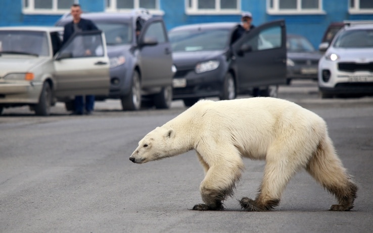 orso polare