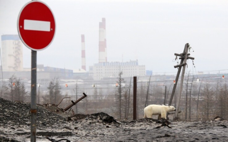 orso polare