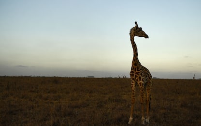 Giornata mondiale delle giraffe: le foto più belle