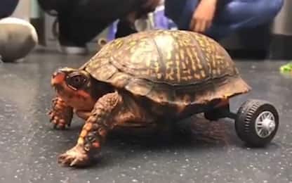 La tartaruga Pedro torna a camminare grazie alle ruote Lego VIDEO