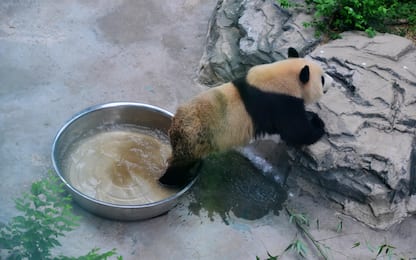 Cina, cucciolo di panda fa il bagno in una bacinella. FOTO