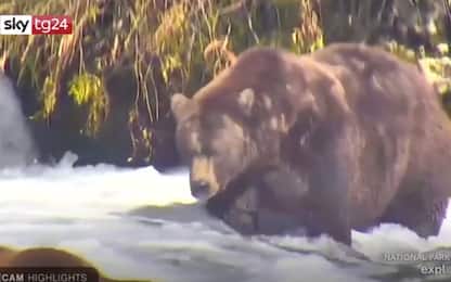 Gli orsi bruni dell'Alaska festeggiano la fine del letargo. VIDEO