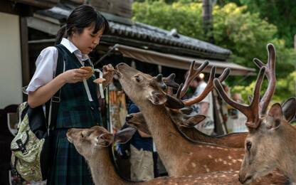 Giappone, i cervi di Nara stanno morendo a causa della plastica