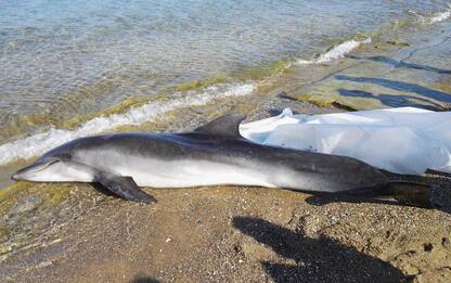 Livorno, delfino trovato morto a San Vincenzo. FOTO 