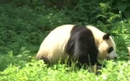 Cina, un nuovo parco per i panda giganti. VIDEO