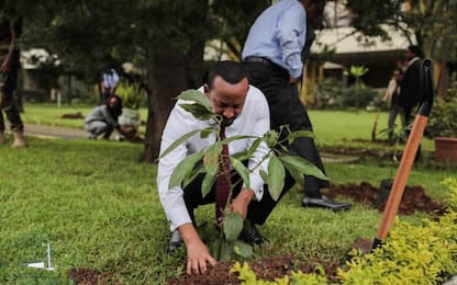 L'Etiopia pianta oltre 350 milioni di alberi in 12 ore
