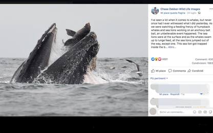 Leone marino tra le fauci di una balena: immortalati in uno scatto