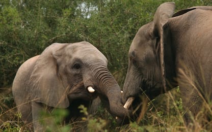 Sri Lanka, uccisi sette elefanti, probabile avvelenamento