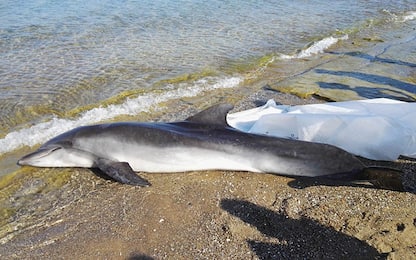 Fiumicino, trovato un altro delfino morto sul litorale