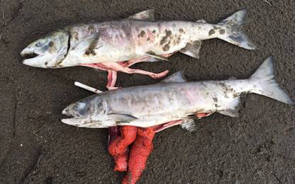 Alaska, strage di salmoni causata dal riscaldamento globale