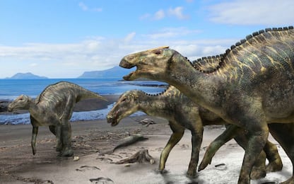 Giappone, scoperta una nuova specie di dinosauro