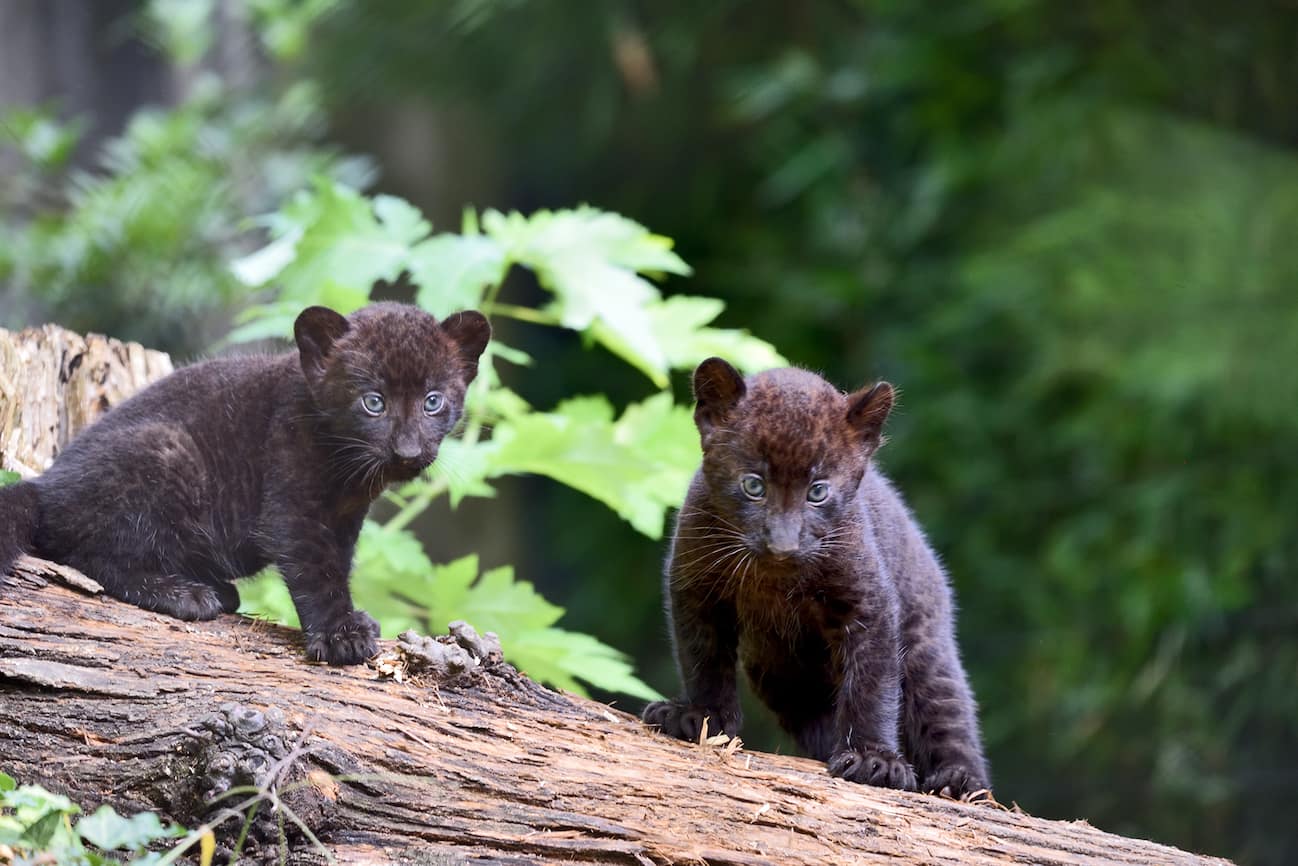 Due cuccioli di pantera nera sono nati al Parco faunistico Le Cornelle. FOTO Due cuccioli di pantera nera sono nati al Parco faunistico Le Cornelle. FOTO
