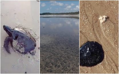 Brasile, petrolio su oltre 100 spiagge: a rischio le tartarughe. VIDEO
