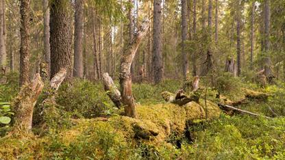 Russia, protetta foresta grande come il Belgio. FOTO