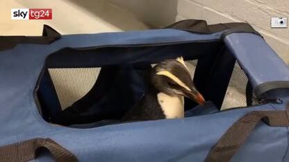 Pinguino nuota dalla Nuova Zelanda all'Australia VIDEO