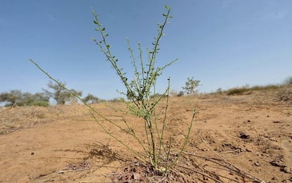 Clima, +3 gradi nel 2018: Sardegna a rischio desertificazione
