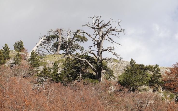 L'albero Più Vecchio Del Mondo Ha 13 Mila Anni