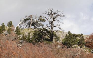 hero-italus-albero-vecchio-parco-pollino-ansa