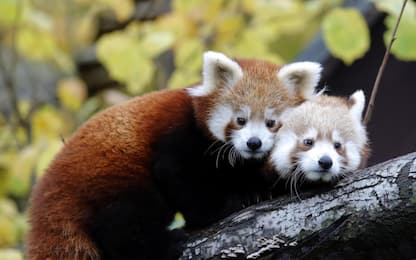 Due cuccioli di panda rosso allo zoo di Zagabria. FOTO