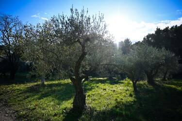 GettyImages-Olivi