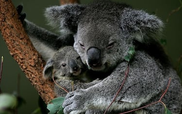koala_getty