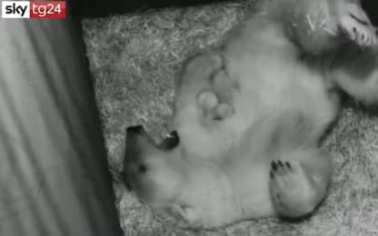 Cucciola di orso polare gioca con la mamma allo zoo di Vienna. VIDEO