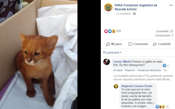 Salva Un Gatto Dalla Strada Ma Dopo Due Mesi Scopre Che E Un Puma