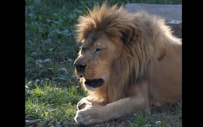 Milwaukee zoo, il leone non riesce a trattenere lo starnuto. VIDEO