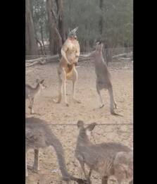 New South Wales, "scazzottata" amichevole tra due canguri. VIDEO