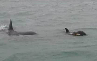 Tre orche nello Stretto di Messina: forse sono quelle di Genova. VIDEO