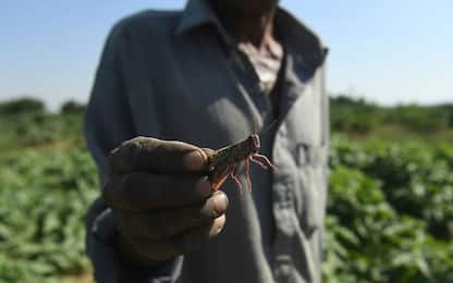 Yemen, un’invasione di locuste mette a rischio il raccolto. VIDEO