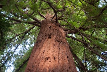 GettyImages-Sequoia_sempervirens