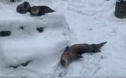 Usa, le lontre dello zoo di Buffalo impazziscono per la neve. VIDEO