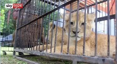 Indonesia, sequestrati cuccioli di leone per contrabbando: VIDEO