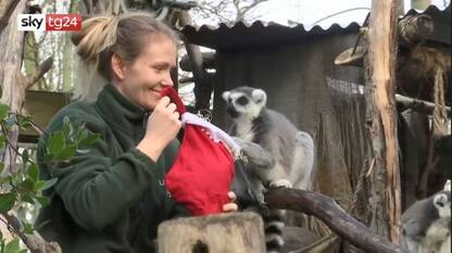 Allo zoo di Londra lemuri e tigri festeggiano il Natale. VIDEO