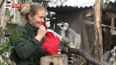 lemuri_zoo_londra
