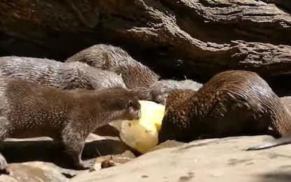 Caldo in Australia, frutta ghiacciata per gli animali dello zoo. VIDEO