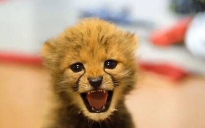 Usa, al Busch Gardens arrivano due nuovi cuccioli di ghepardo. VIDEO