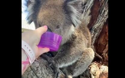 Caldo record in Australia, donna offre da bere al koala. VIDEO
