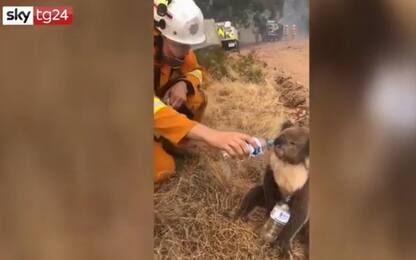 Incendi in Australia, il video del pompiere che disseta un koala