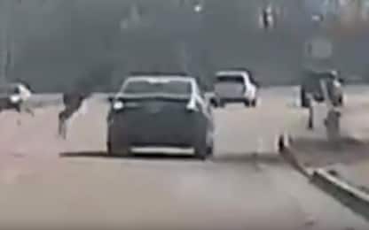 Usa, un cervo attraversa la strada saltando sopra un'auto. VIDEO