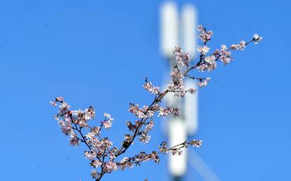 Primavera anticipata a Milano, alberi già in fiore FOTO